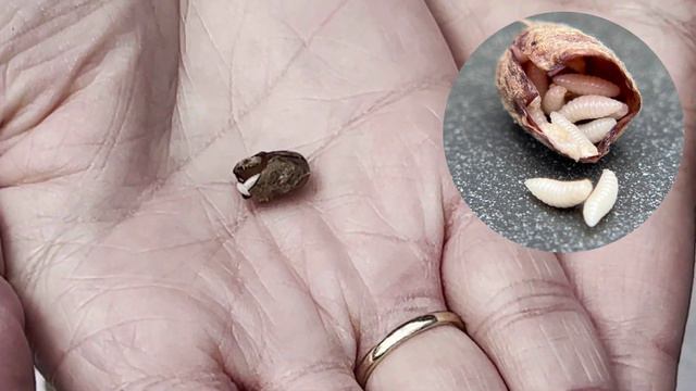 WHERE ARE MY BEES? Answer questions below and learn how to examine your cocoons смотреть онлайн