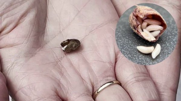 WHERE ARE MY BEES? Answer questions below and learn how to examine your cocoons