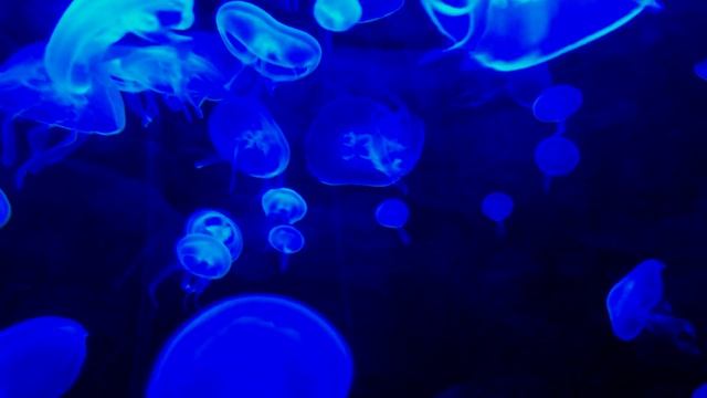 Спокойная музыка смотреть онлайн