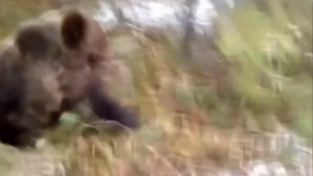 Люди спасают ПОПАВШИХ В БЕДУ диких животных! Герои нашего времени. смотреть онлайн