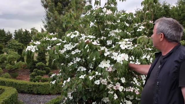 MÅNEDENS PLANTE - JUNI 2014 смотреть онлайн