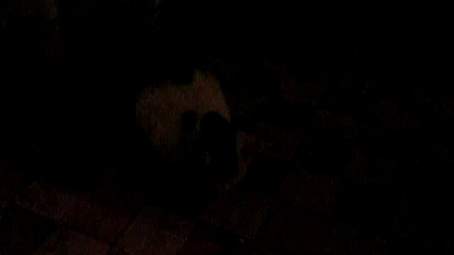 Кот предсказатель