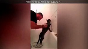 Чеченский кот: чеченец моет своего кота Муса