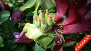 Весенняя подкормка пиона древовидного Уход Выращивание Размножение пионов