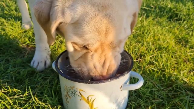 Ночёвка, палатка и рыбалка с женой! Кто хитрее , мы или большая рыба? смотреть онлайн