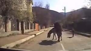 Ослы на дороге. Занятие любовью не получилось