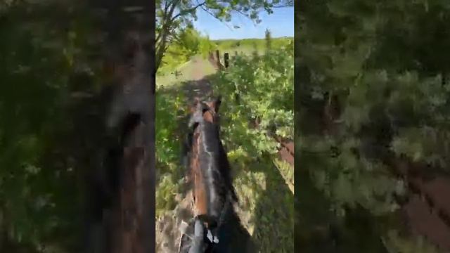 Разве есть животные прекрасне?? ~|Янка|~ смотреть онлайн