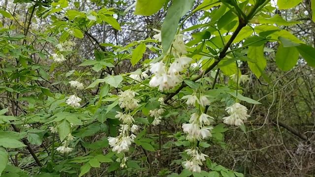 Клекачка | Жизнь в Адлере смотреть онлайн