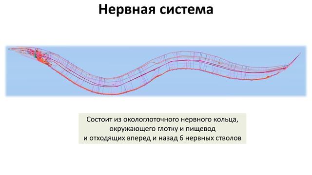 7. Круглые черви (7 класс) - биология, подготовка к ЕГЭ и ОГЭ 2019 смотреть онлайн