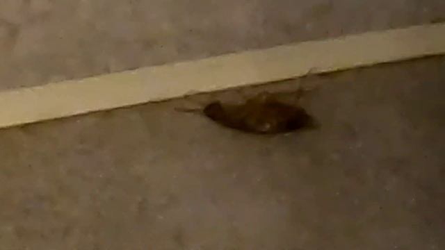 Что реально убивает тараканов? Вы удивитесь.