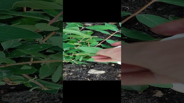 Размножение жимолости! Приживаемость ?! смотреть онлайн