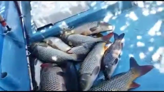 Активаторы клева - Http://livejorhh.ru/dry-blooder2/?ref=116150&land=5443&lnk=1480973