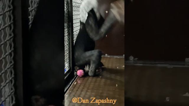 #shorts Шимпанзе Боня играет с мячом и делает "зарядку" смотреть онлайн