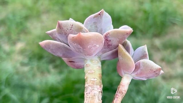 Graptoveria Bainesii