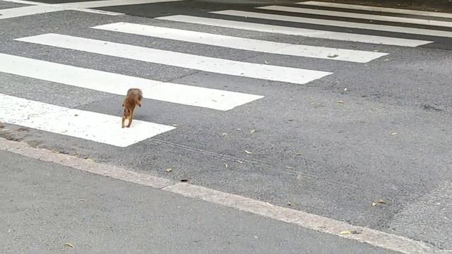 TRICK TO CALL SQUIRREL смотреть онлайн
