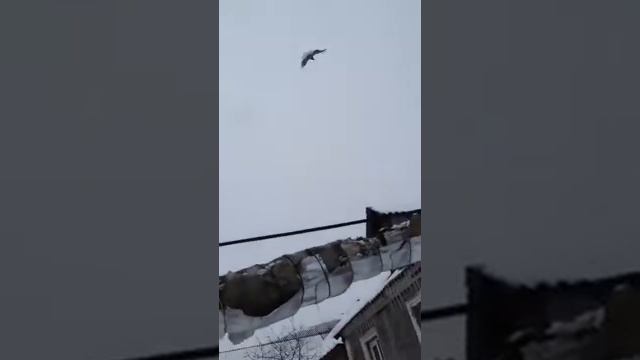 Голуби серпатые смотреть онлайн