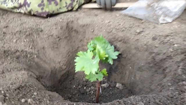 Уход за виноградом. Часть 1: Посадка смотреть онлайн