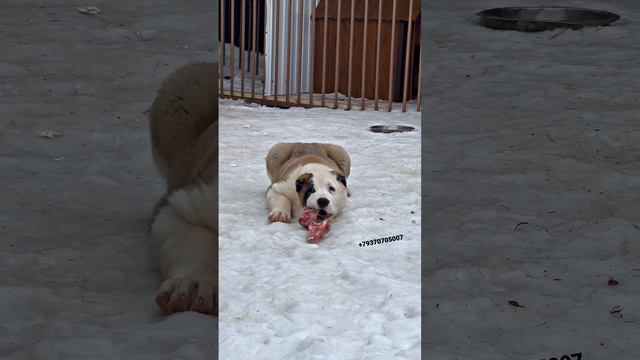 Щенок алабая сука 2.5 месяца! Среднеазиатская овчарка,щенки,волкодав, alabay puppies, alabai puppie смотреть онлайн
