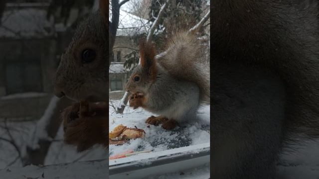 Белочка ест, птички караулят)#животные#animals#белка#squirrel#зима смотреть онлайн