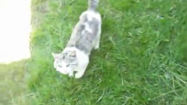 Кот Саймон ест грибочки смотреть онлайн