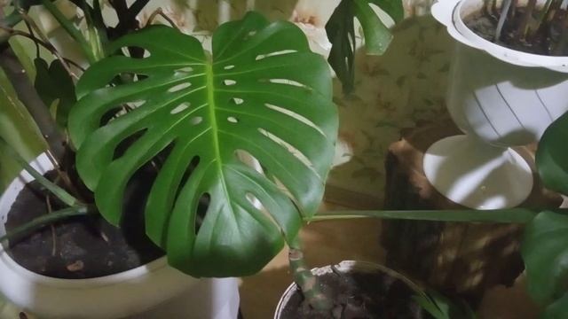 Комнатные цветы Большой обзор Огромные плюсы монстеры смотреть онлайн