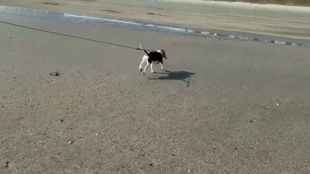 Beagle puppy 4 months old смотреть онлайн
