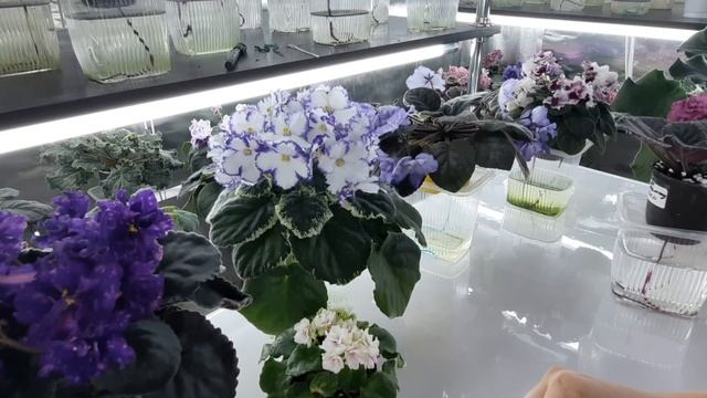 Как добиться ПЫШНОГО ЦВЕТЕНИЯ у ФИАЛКИ? смотреть онлайн