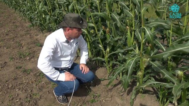 Кукуруза Спирит