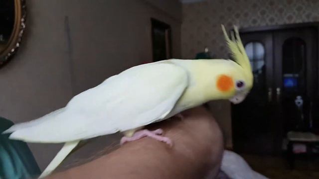 Corella Lutino Hand Baby - Корелла лютино ручной малыш #corellaparrot #corellas #corella #parrot