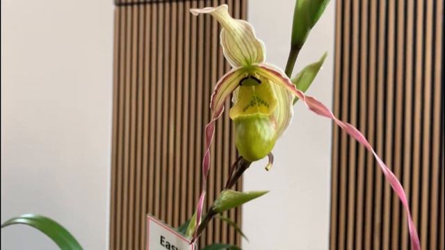 Выставка орхидей смотреть онлайн