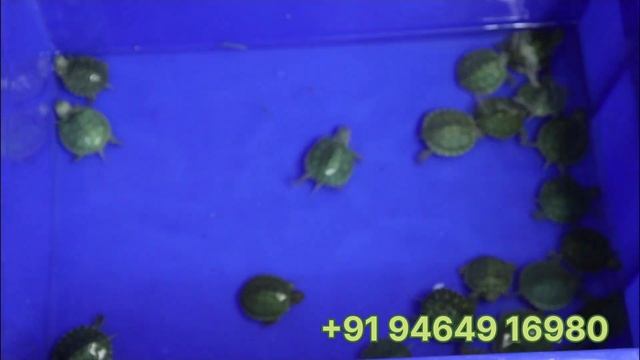 Online Turtles | Buy Turtles & Get Betta fish + Food+ Medicine Free смотреть онлайн