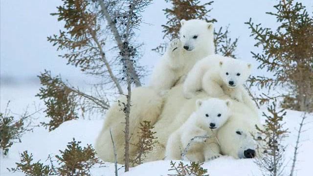 Волшебница ЗИМА WINTER Sorseress смотреть онлайн