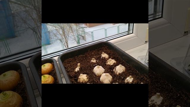 Домашний огород. 16.11.23. смотреть онлайн