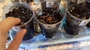 Кобея выращивание из семян , посев 19 марта 2020 года . Кобея лазающая фиолетовая и белая