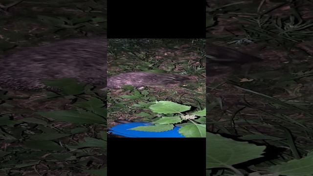 Ёж фырчит