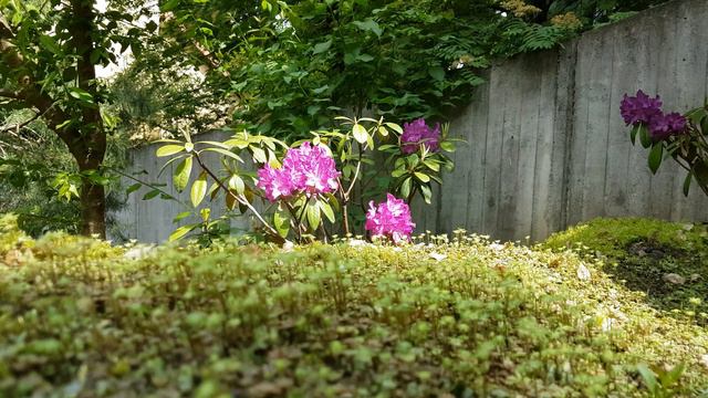 Flower 4K - Rhododendron Indicum | 유럽에서 만난 영산홍꽃 смотреть онлайн