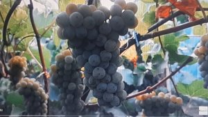 Мои лучшие технические  сорта винограда
