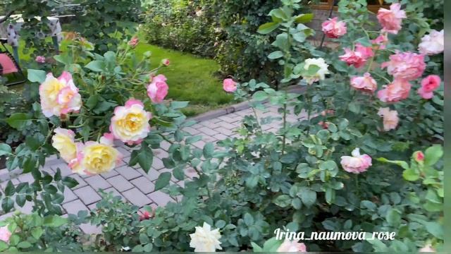 Август в "ЖЕЛТО-РОЗОВЫХ" розах 1 часть смотреть онлайн