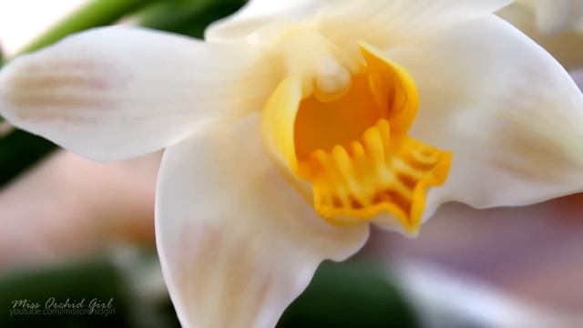 Orchid Identification - Chysis bractescens смотреть онлайн