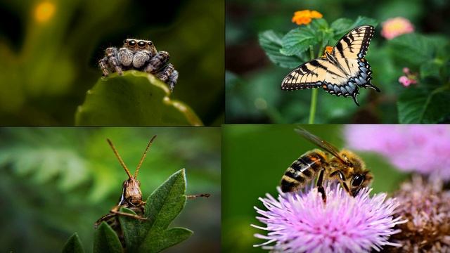 Отгадай насекомое. Игра для детей. Проверь свои знания. смотреть онлайн