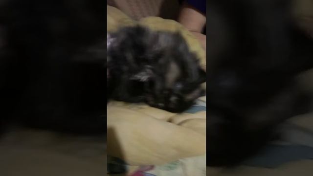 Персидская кошка (котёнок) - приучение к шлейке смотреть онлайн