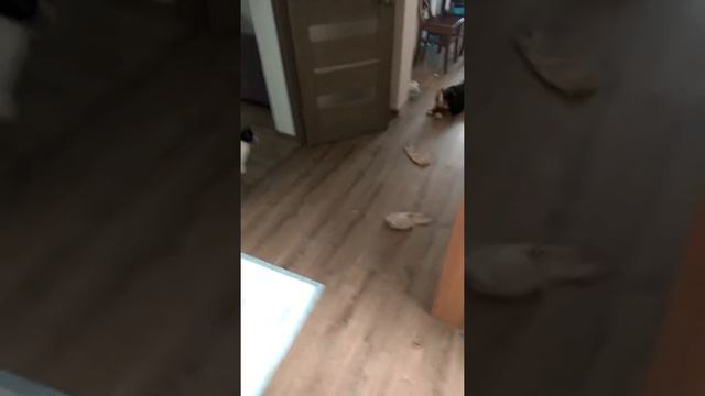 Стелла Гера . Первое знакомство смотреть онлайн