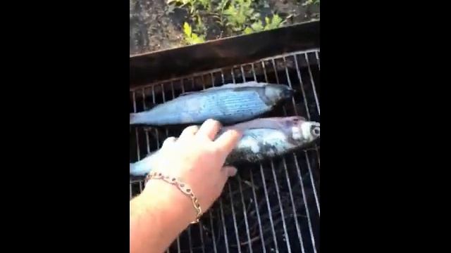 Коптим рыбу омуль, хариус. смотреть онлайн