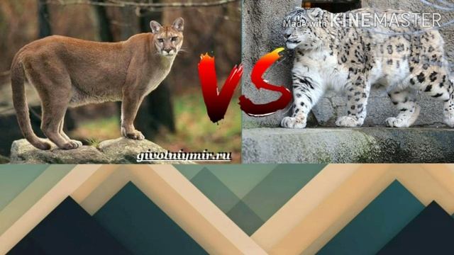 ПУМА ПРОТИВ СНЕЖНОГО БАРСА!! смотреть онлайн