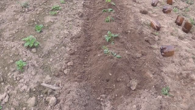 Картофель Sarpo Mira из семян (высадка в ОГ 1 июня 2019). Часть 1 смотреть онлайн