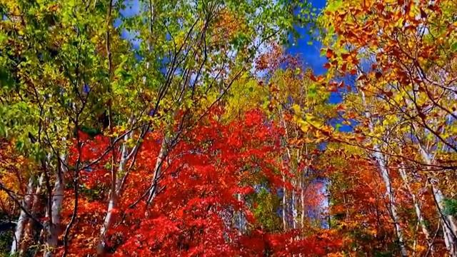 Музыка для души смотреть онлайн