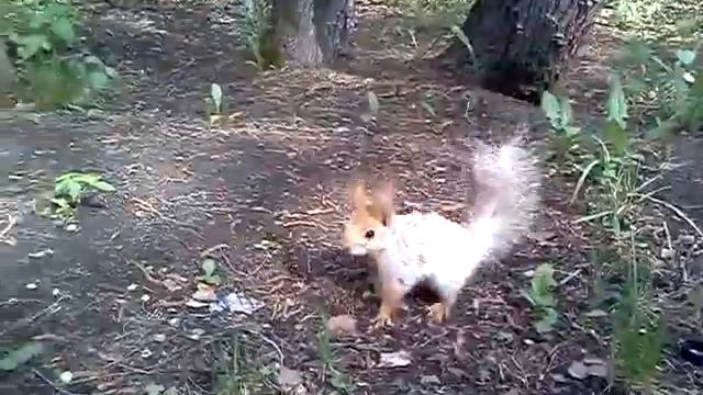 Наглая белка смотреть онлайн