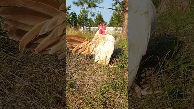 Малазийская серама. Петух. Для заказа в директ (ссылка во вкладке "о канале") Доставка по России смотреть онлайн