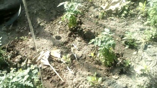 Помидоры Белый Налив, Пиноккио и Красная Шапочка в теплице. 20.06 смотреть онлайн