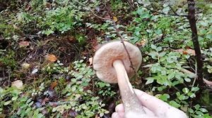 Татьяна. За грибами  в финский лес. Как Светлана спасла мне жизнь. Сезон 2019